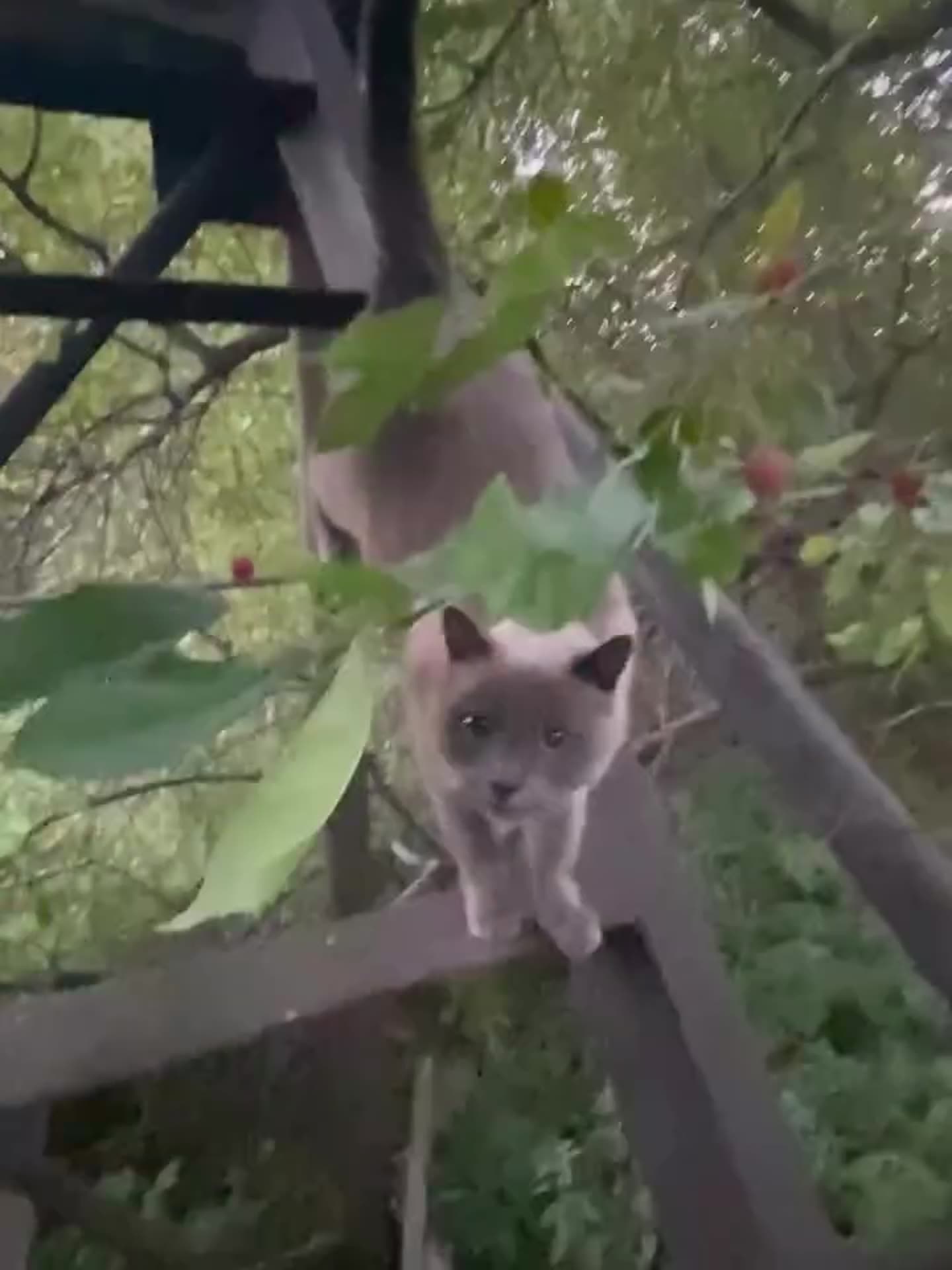 A handheld clip of a grey cat with darker ears and face walking along a wooden railing among leafy branches, then jumping down onto a dilapidated wooden structure and climbing back to the rail.