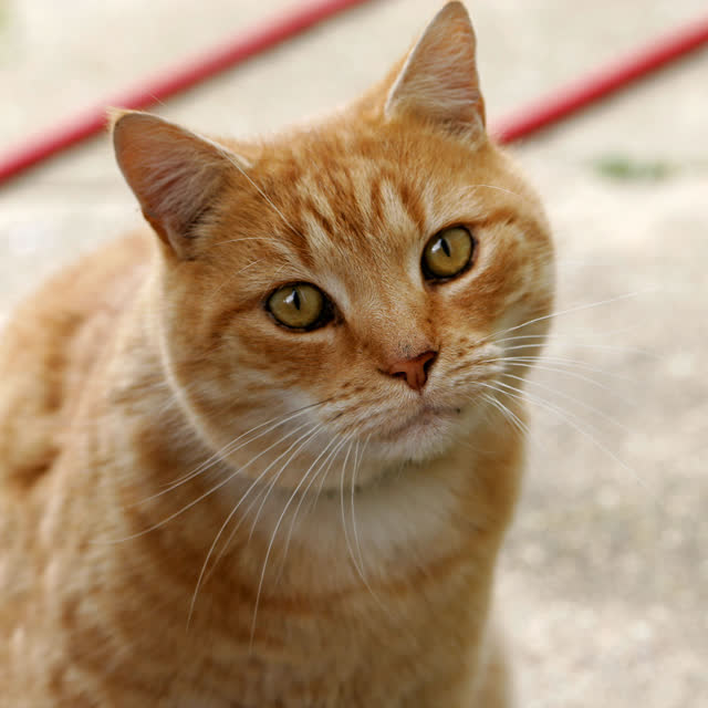 A two-image carousel: a close-up of a ginger tabby cat looking at the camera, and a large spread of fresh food (roast turkey, fish, vegetables, bread, beans, grains, dairy), matching the caption about cooking on a table while the cat supervised.